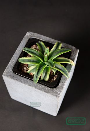 Agave Cream Compact