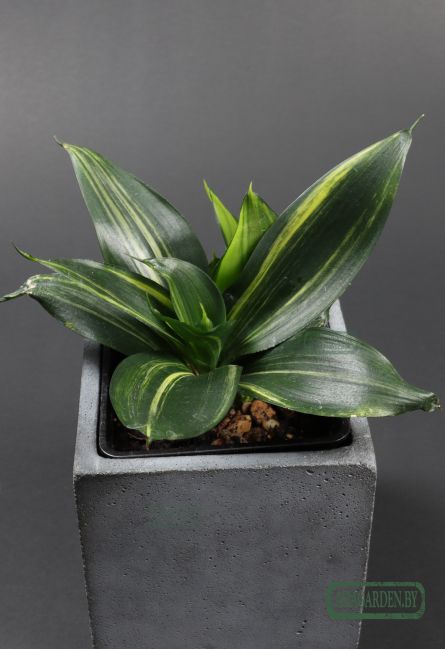 Sansevieria trifasciata 'Hahnii Green Mould'