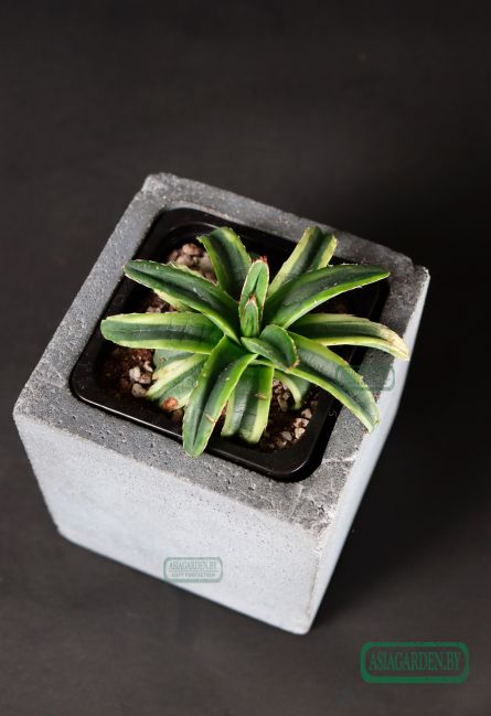 Agave Cream Compact