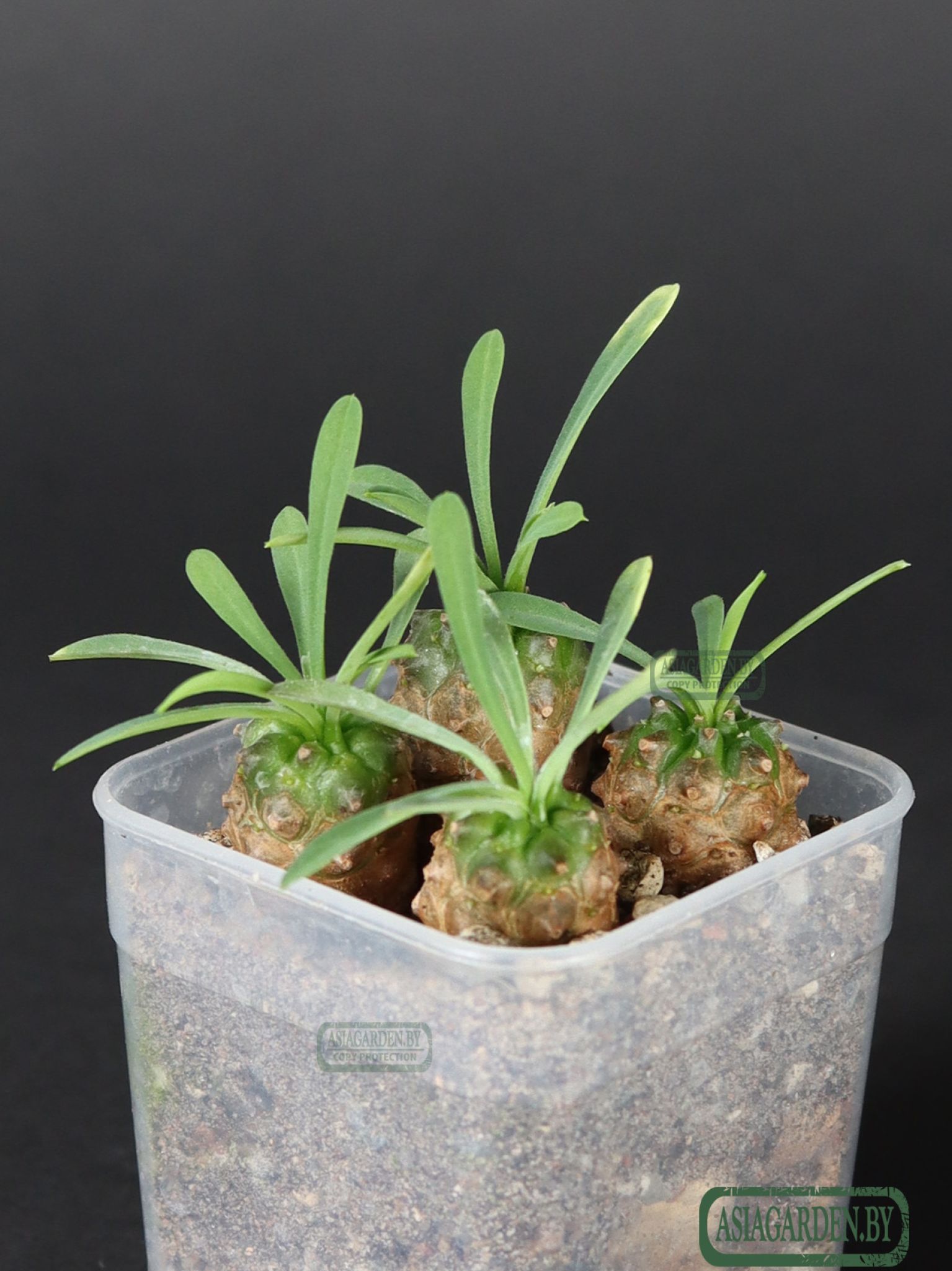 Euphorbia japonica