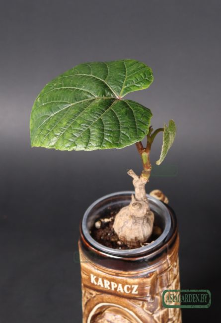 Ampelocissus martini