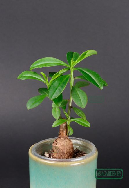 Talinum caffrum