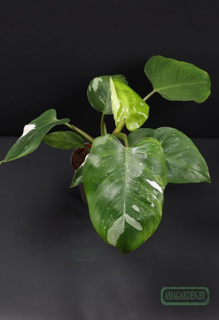 Philodendron erubescens 'White Princess'