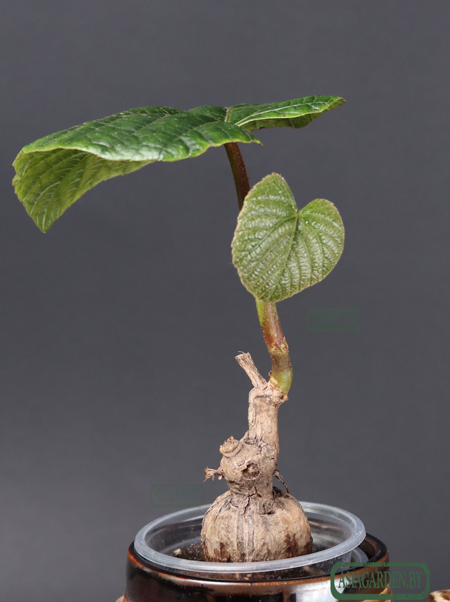 Ampelocissus martini