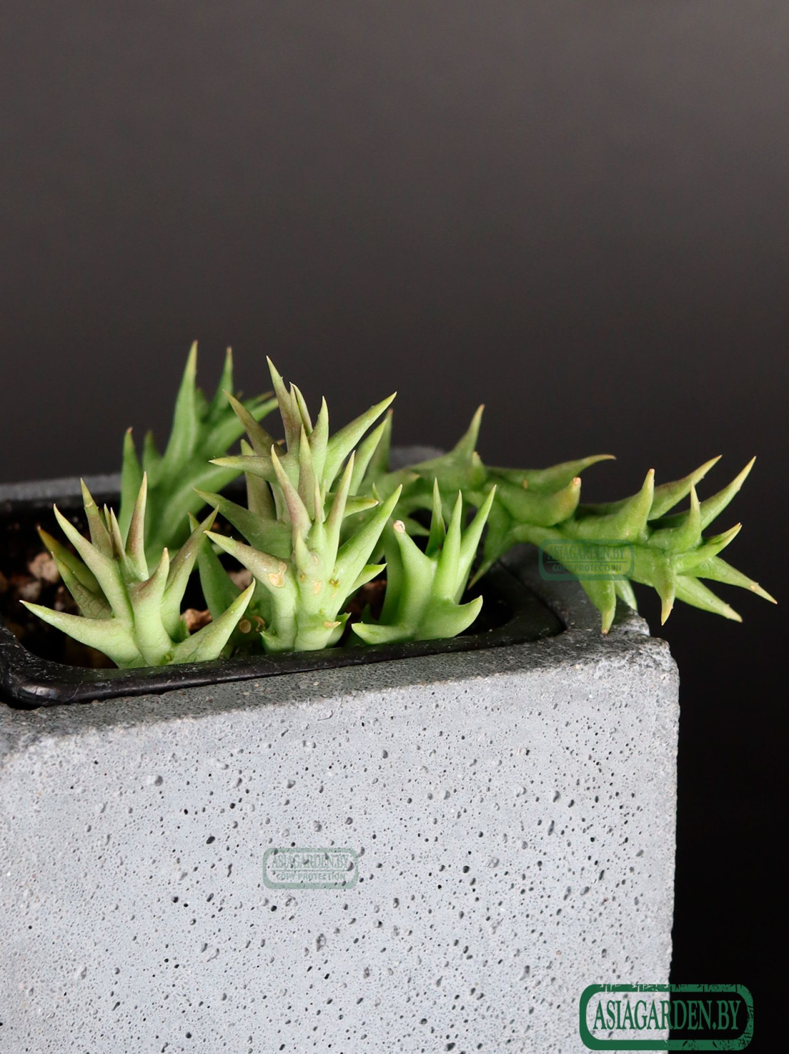 Stapelia