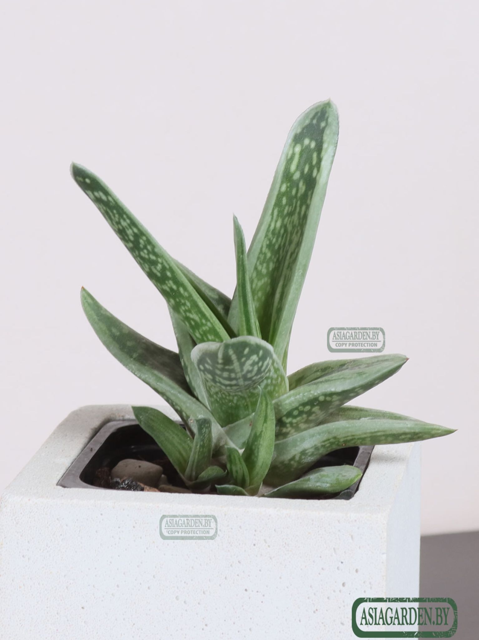 Гастерия cv. Green Ice