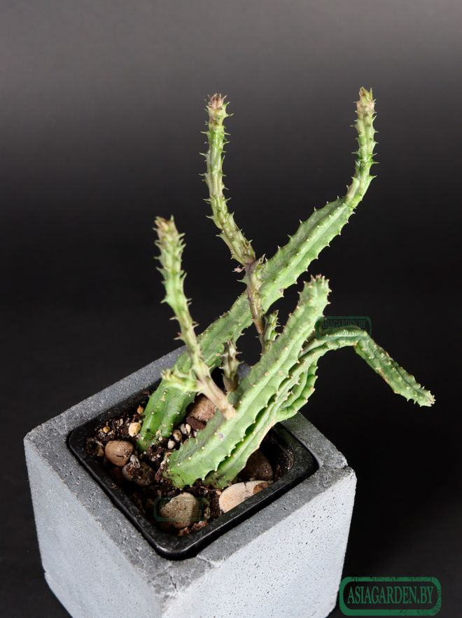 Stapelia