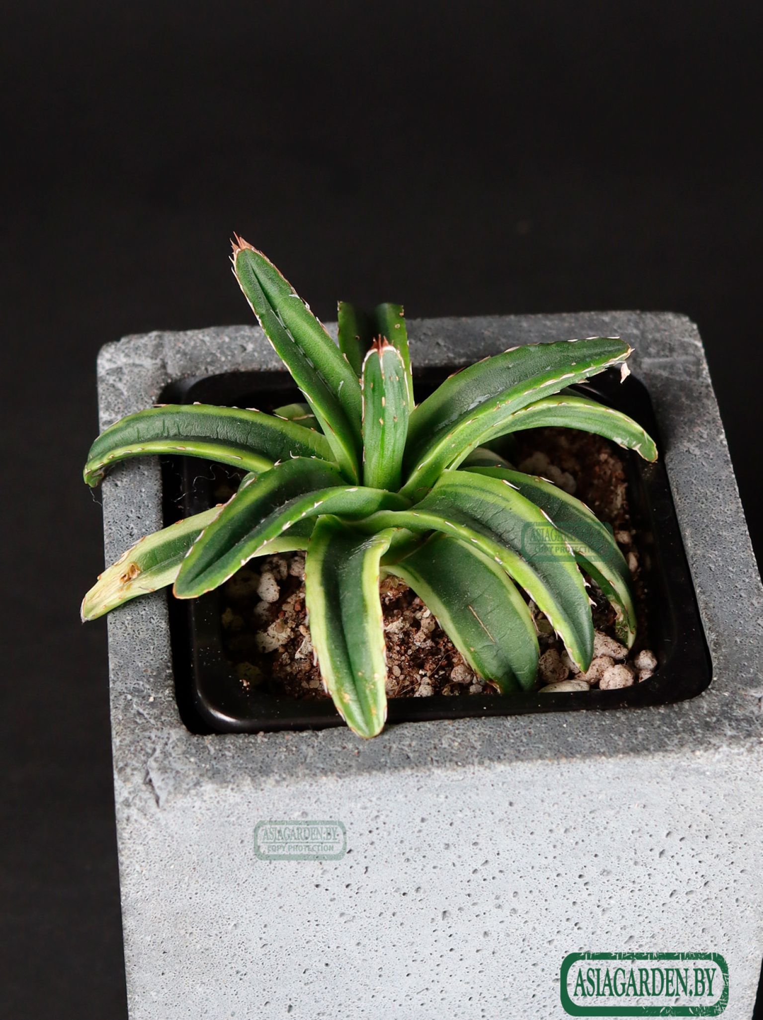 Agave Cream Compact