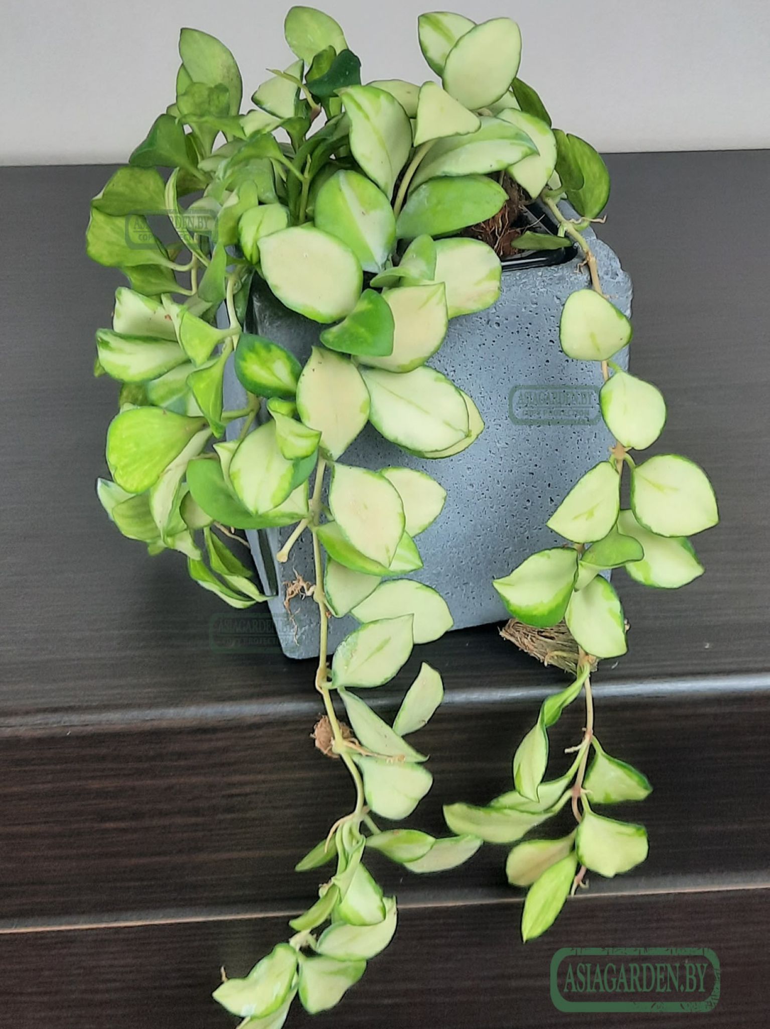 Hoya heuschkeliana