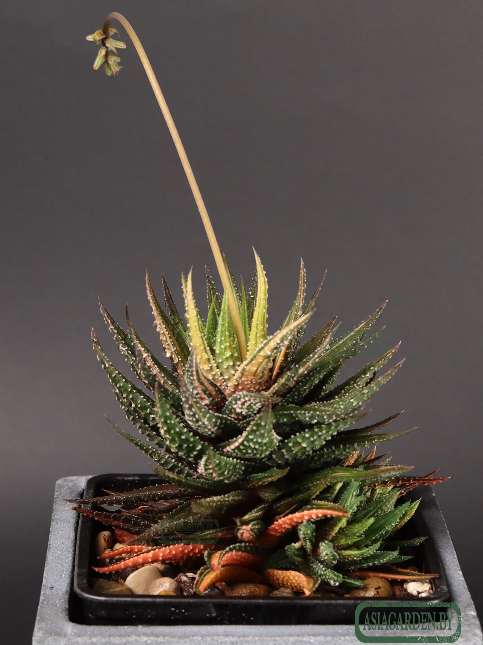 Haworthia pumila
