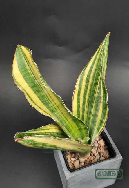 Sansevieria 'Black Rose'