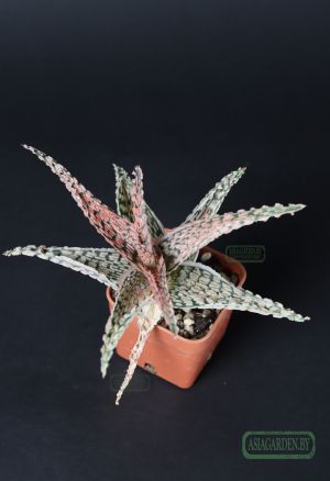 Aloe 'Christmas Carol'