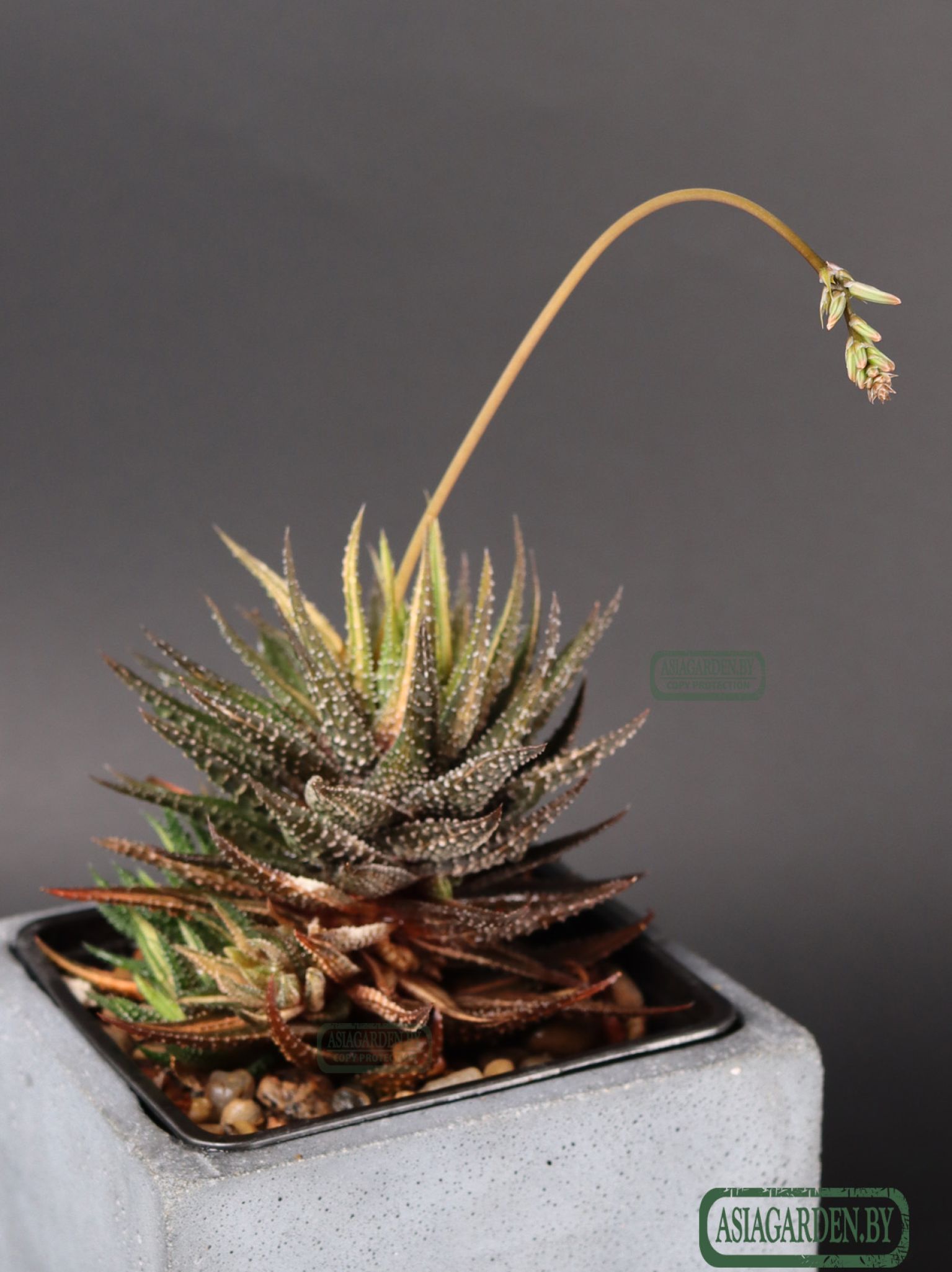 Haworthia pumila