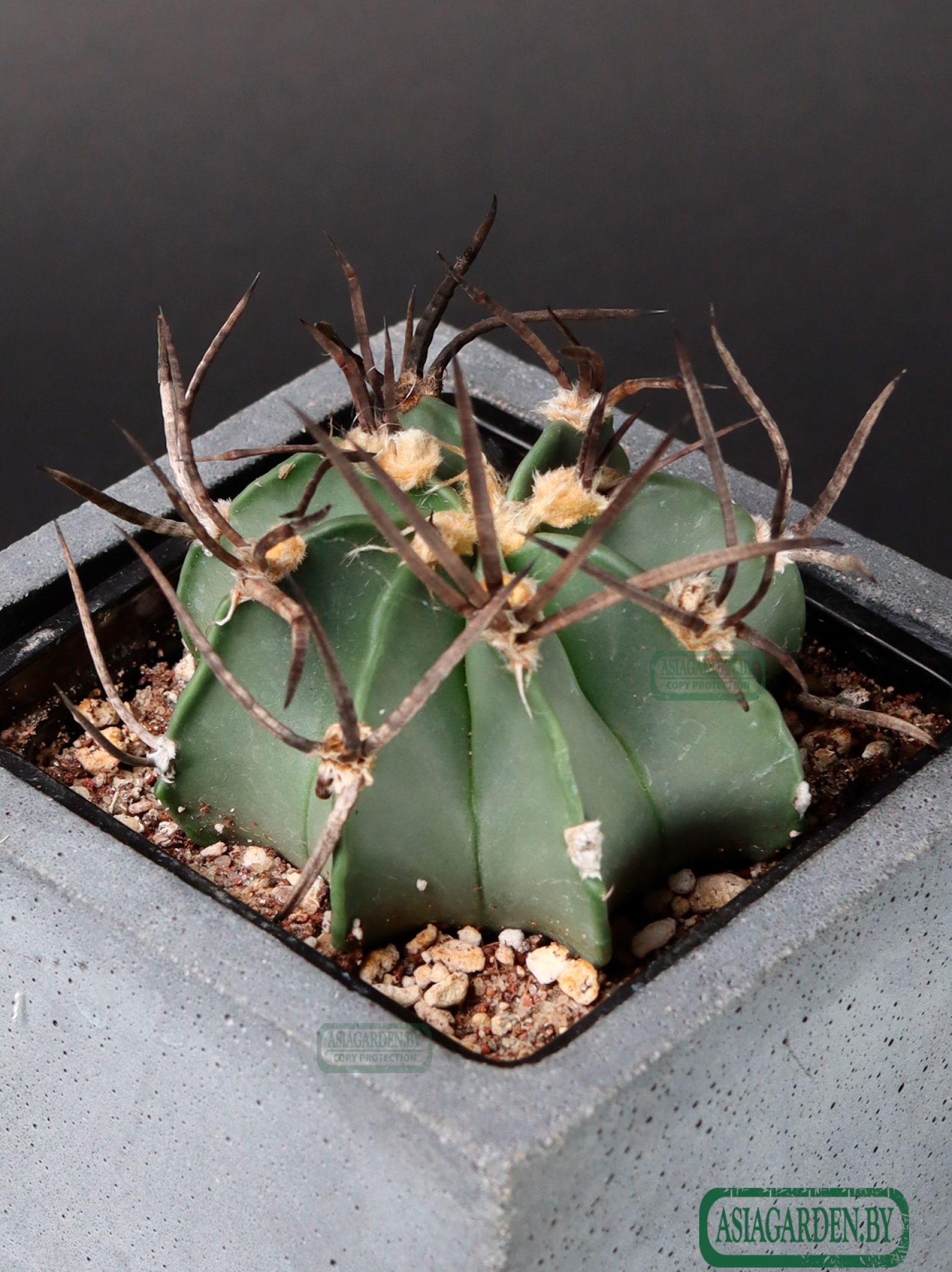 Astrophytum capricorne f. crassispinum