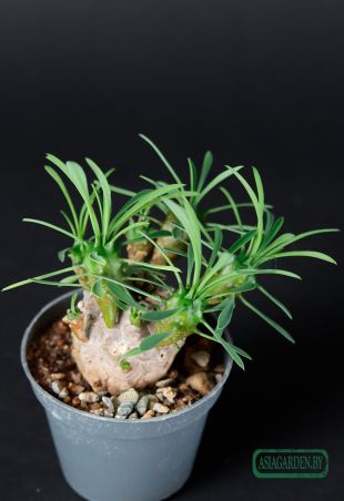 Euphorbia japonica