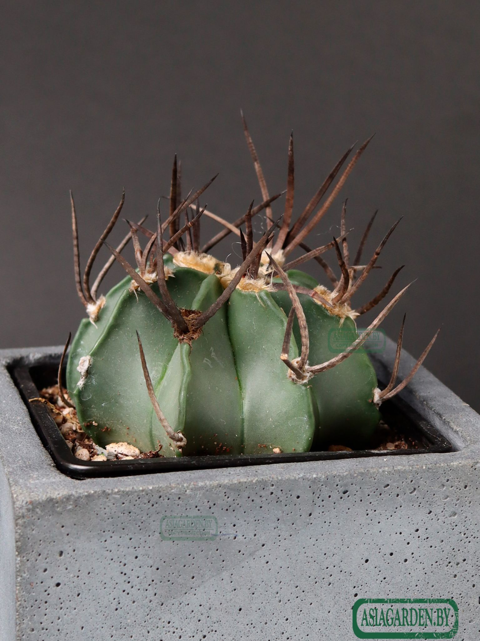 Astrophytum capricorne f. crassispinum