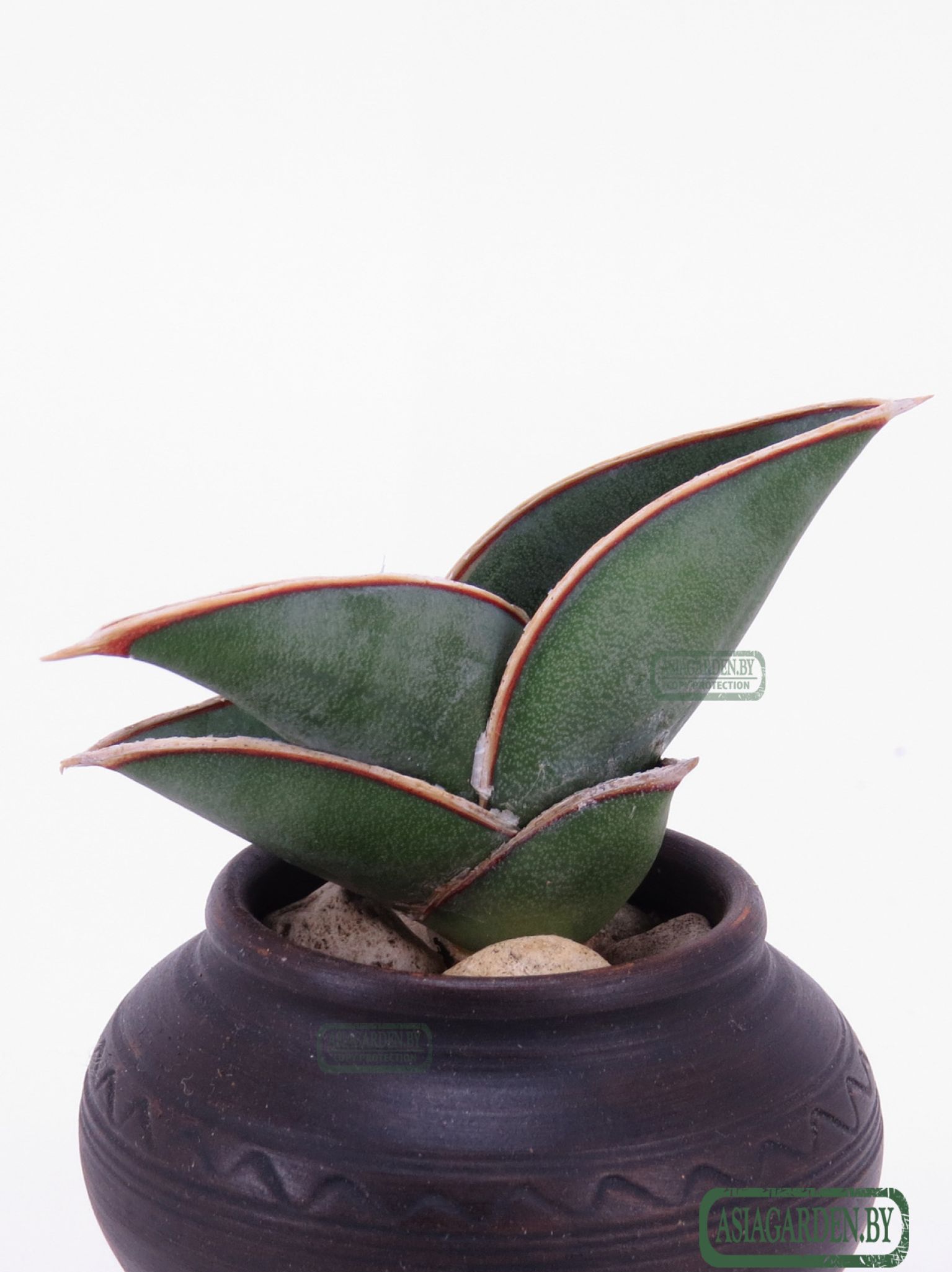 Sansevieria ehrenbergii Banana