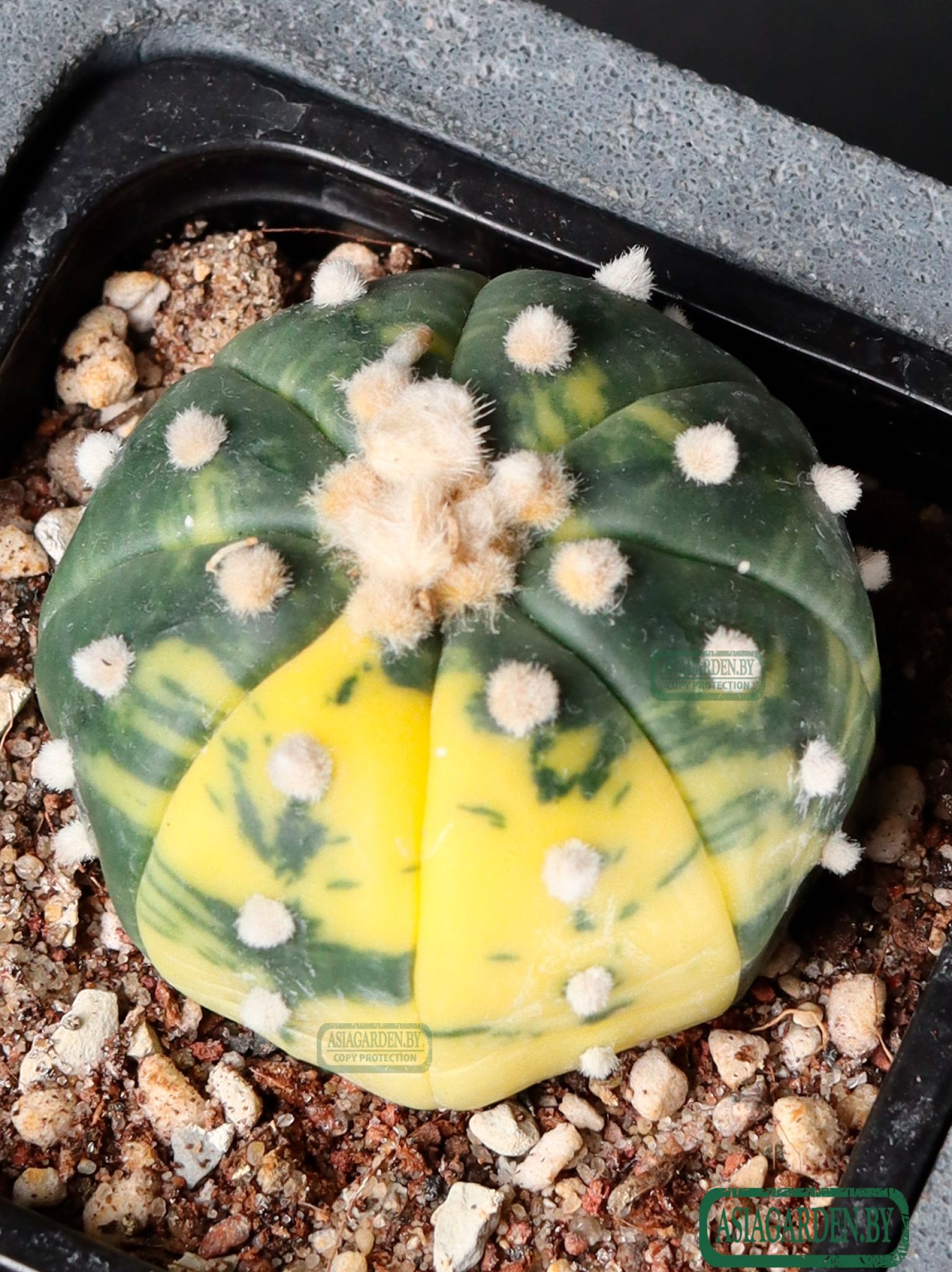 Astrophytum asterias