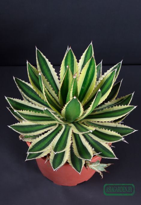 Agave lophantha Quadricolor