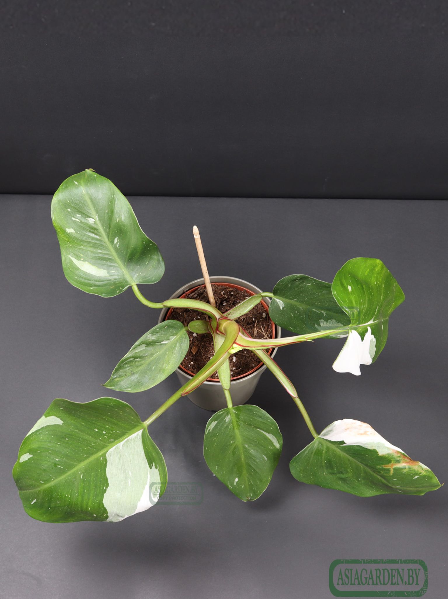 Philodendron erubescens 'White Princess'