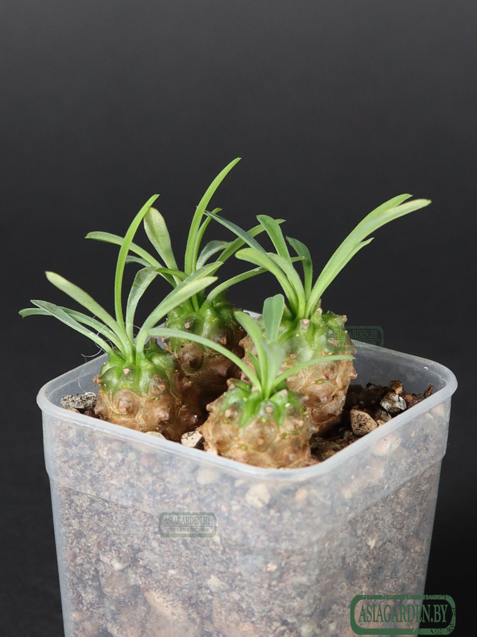 Euphorbia japonica