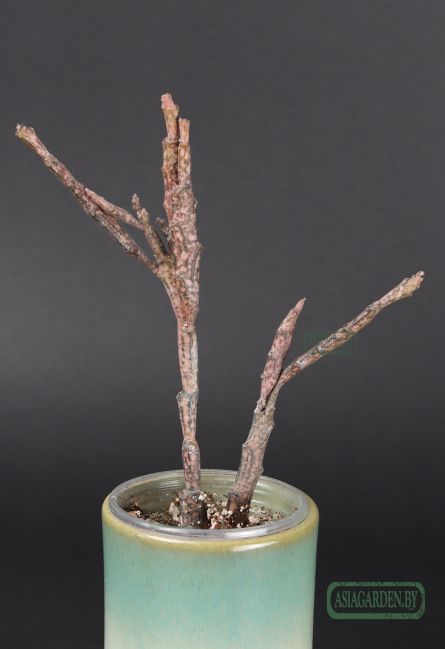 Euphorbia platyclada