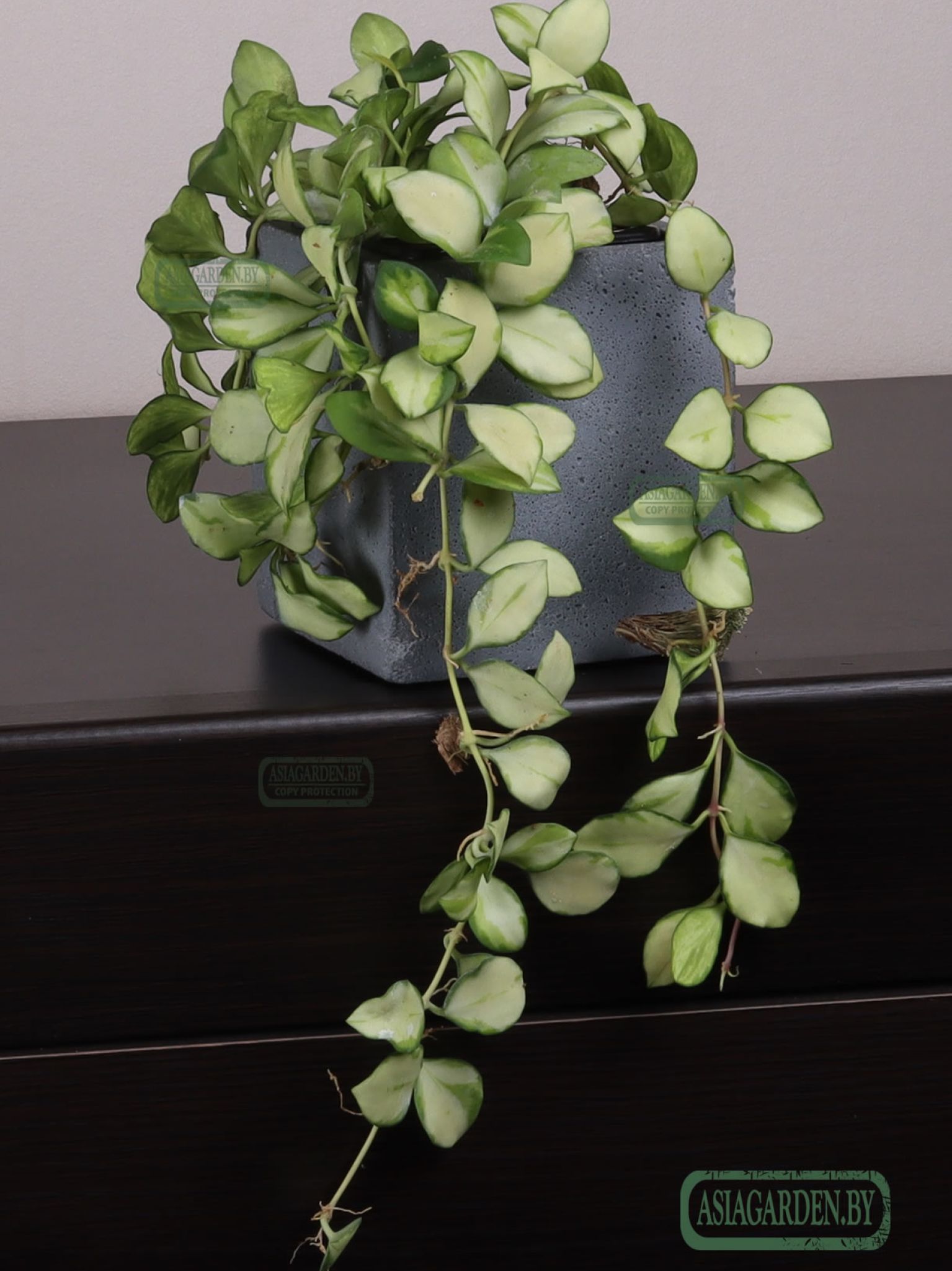 Hoya heuschkeliana