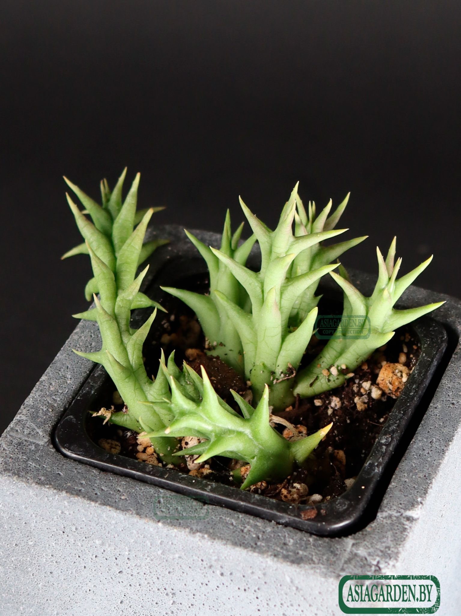 Stapelia