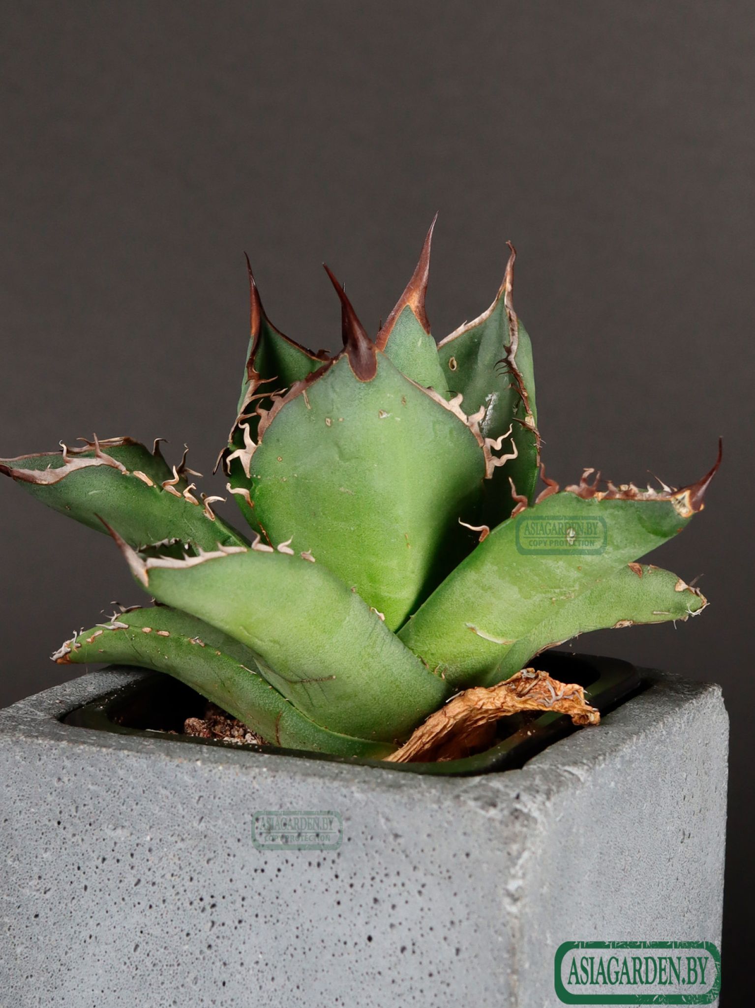 Agave titanota