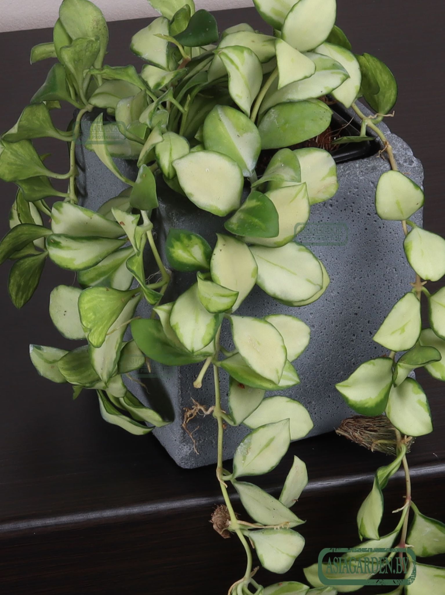 Hoya heuschkeliana