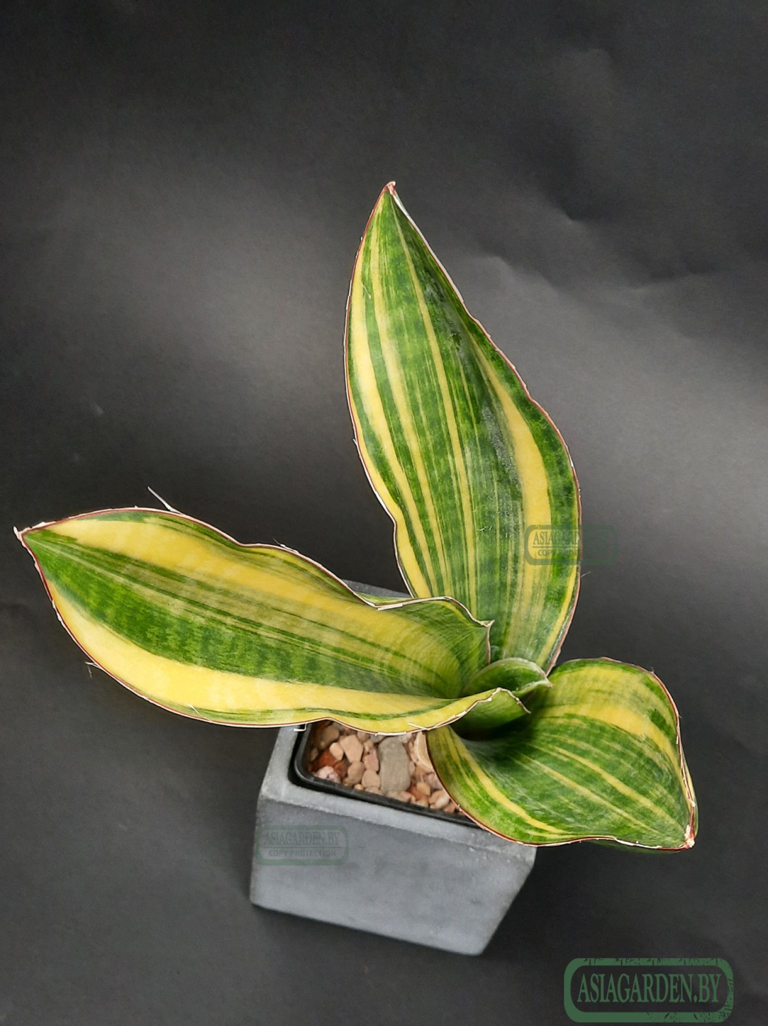 Sansevieria 'Black Rose'