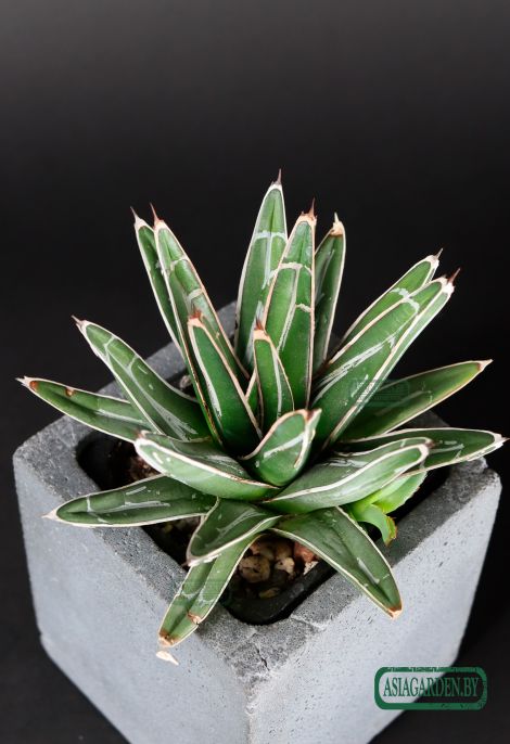 Agave victoriae-reginae