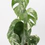 Monstera Albo