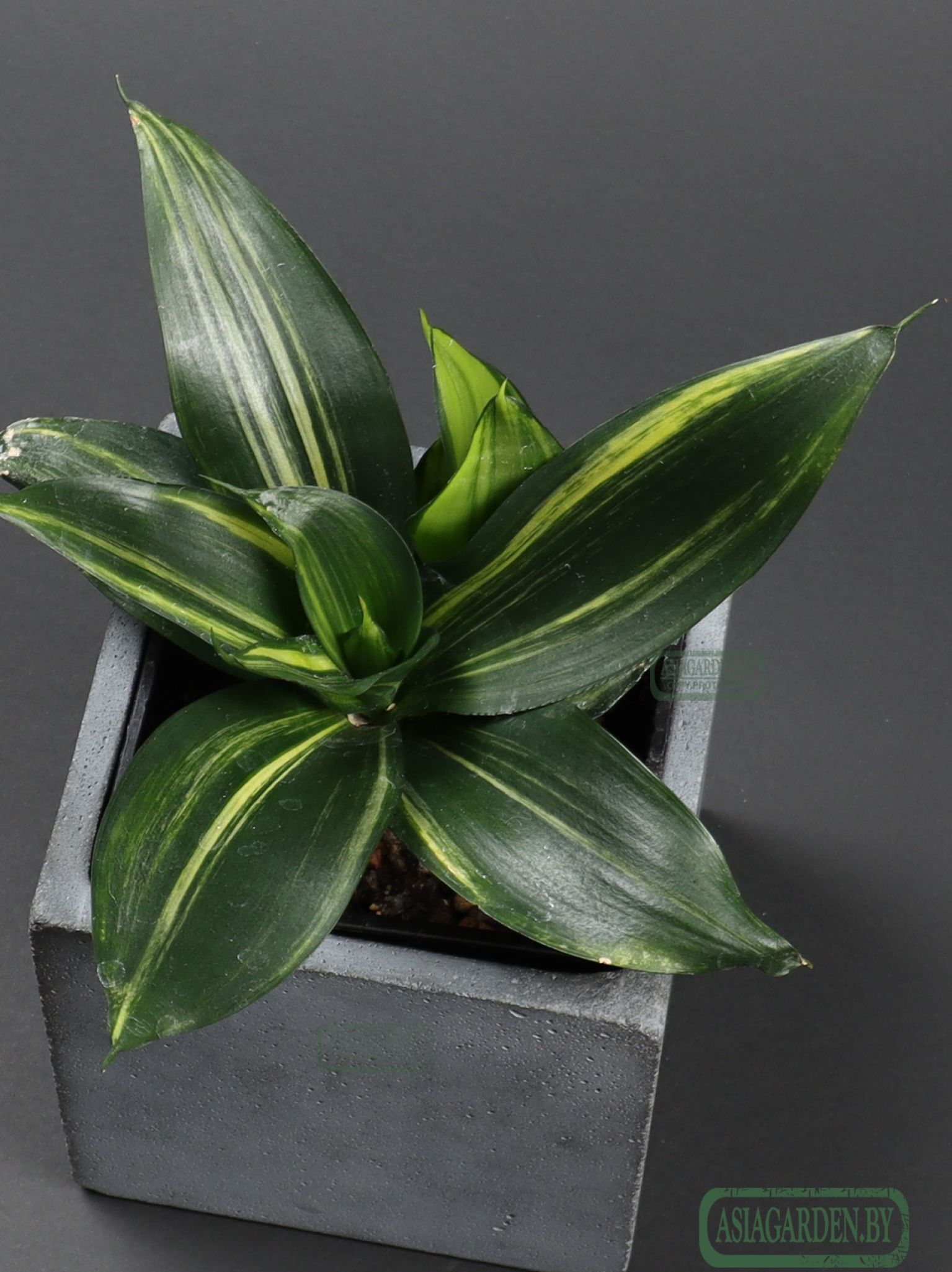 Sansevieria trifasciata 'Hahnii Green Mould'