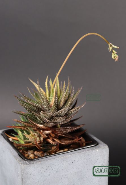 Haworthia pumila