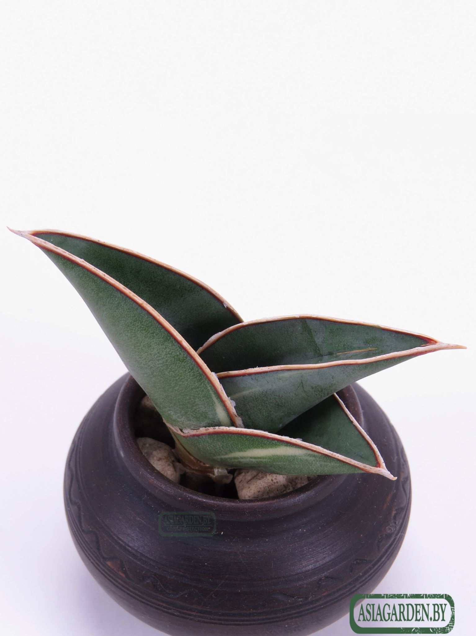 Sansevieria ehrenbergii Banana