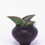 Sansevieria ehrenbergii Banana
