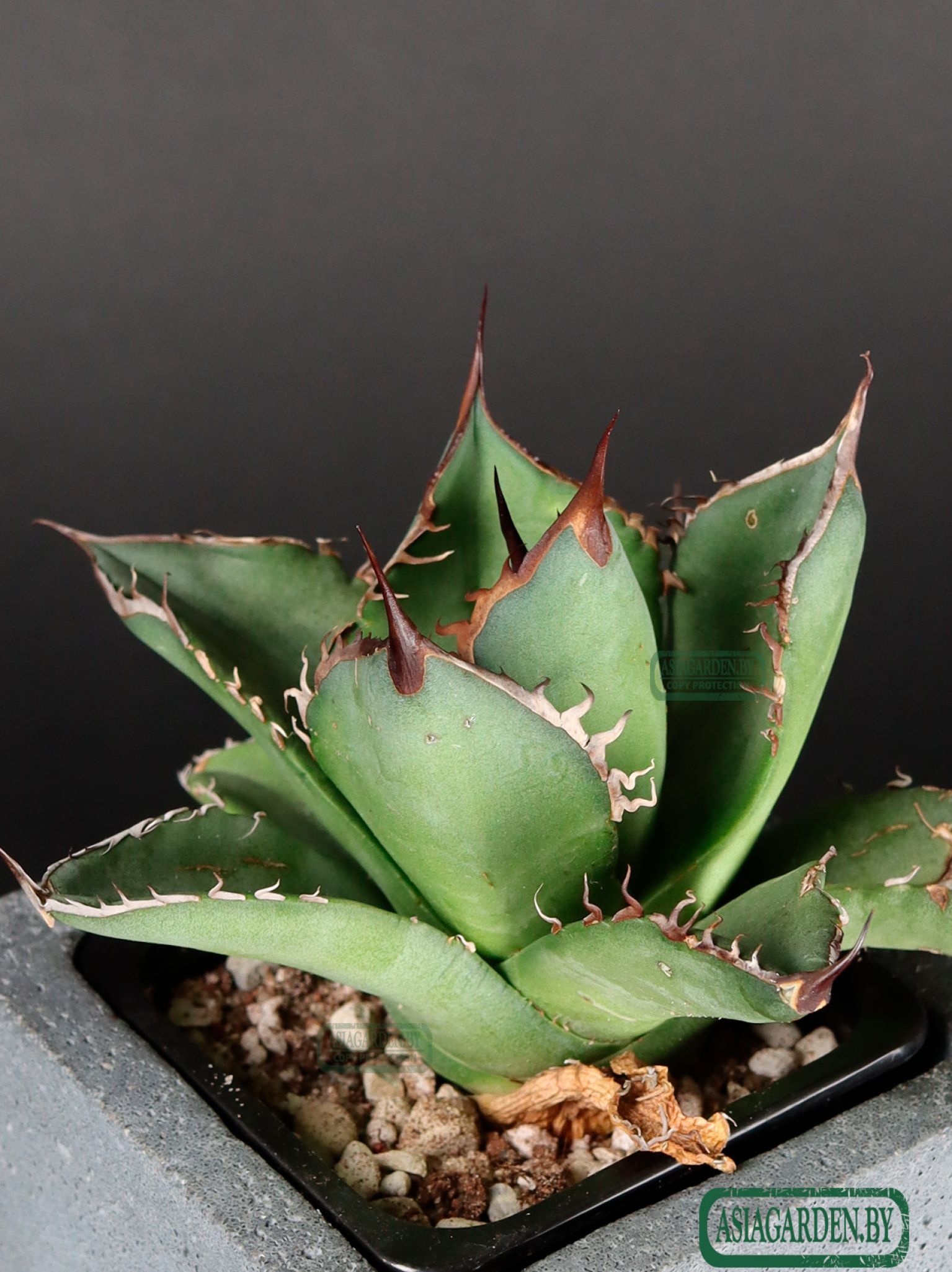 Agave titanota