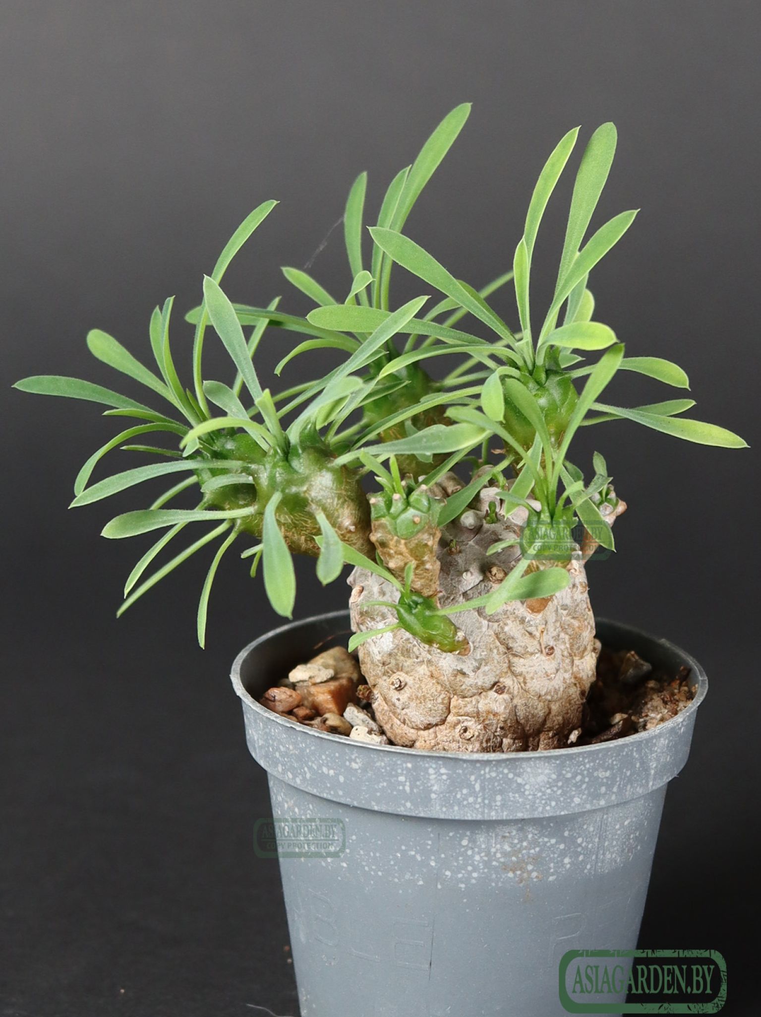 Euphorbia japonica