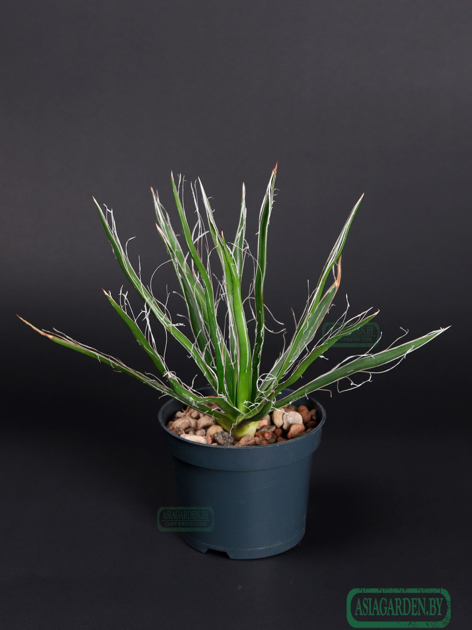 Agave Filifera