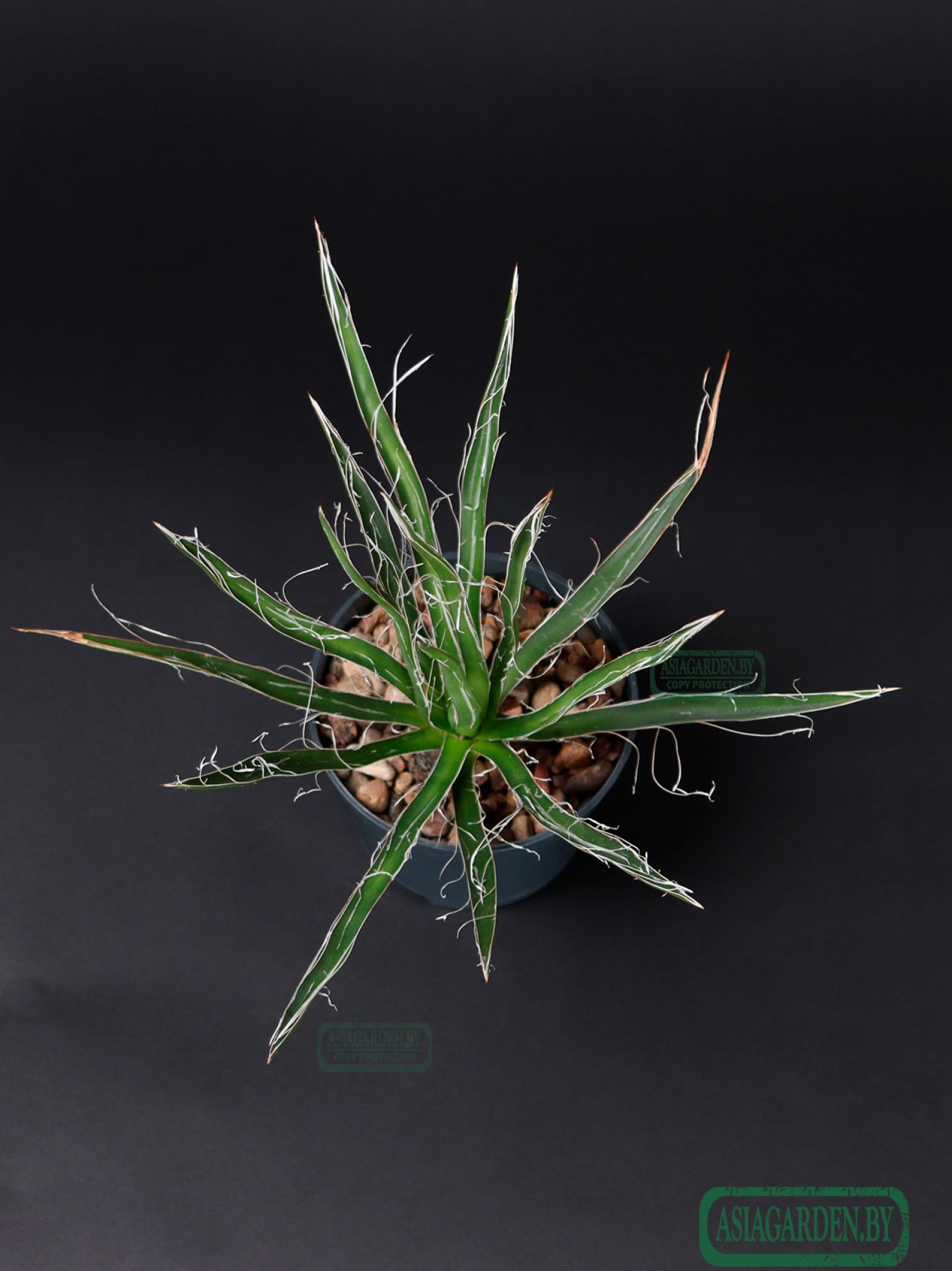 Agave Filifera