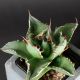Agave titanota