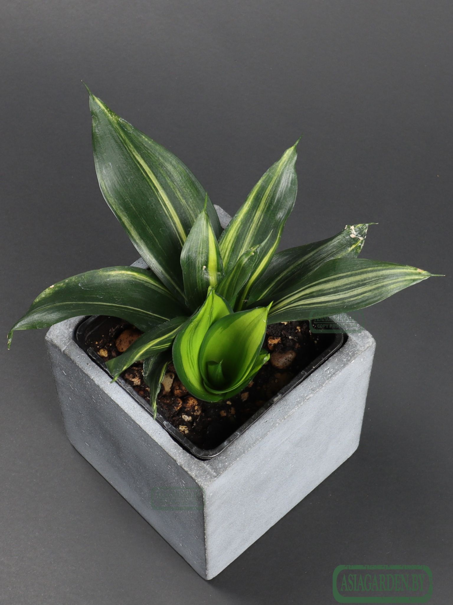 Sansevieria trifasciata 'Hahnii Green Mould'