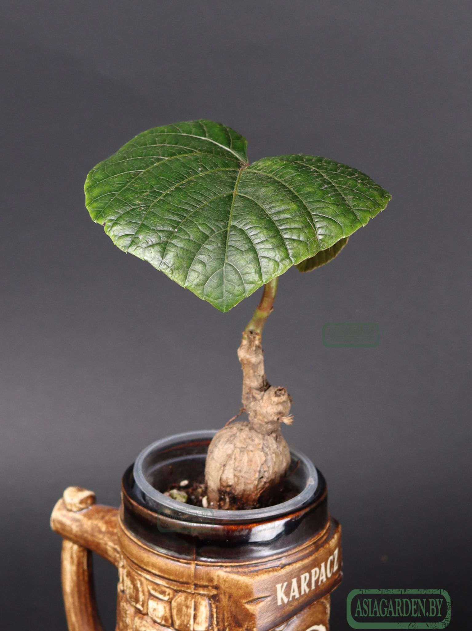 Ampelocissus martini
