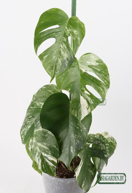 Monstera Albo