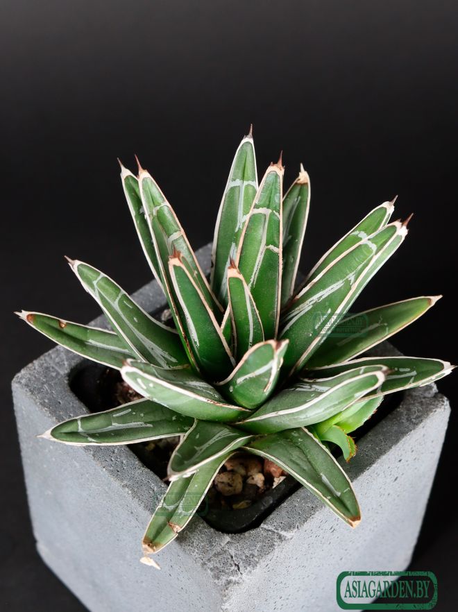 Agave victoriae-reginae