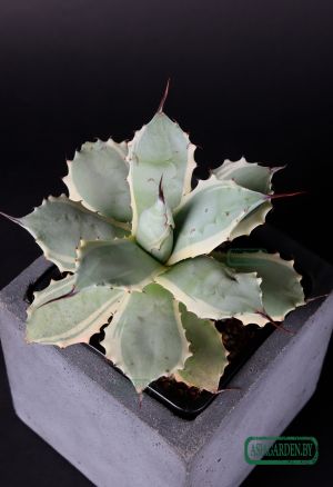 Agave isthmensis Kabutogani Variegata