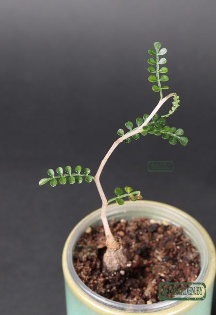 Operculicarya pachypus