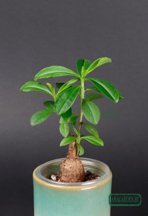 Talinum caffrum