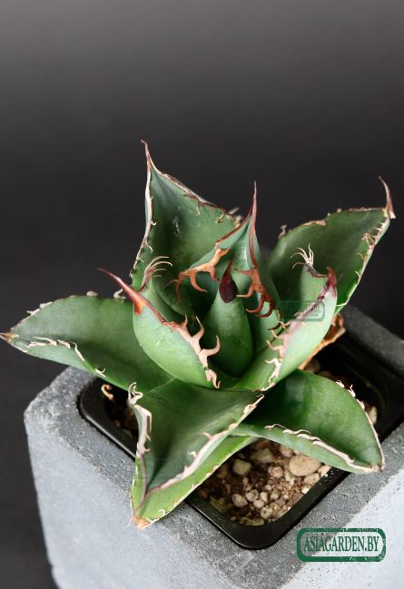 Agave titanota
